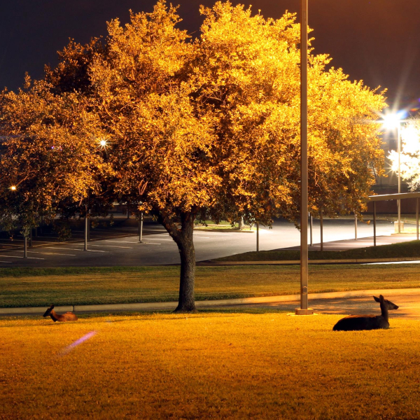two deer resting under a tree in Austin, Texas