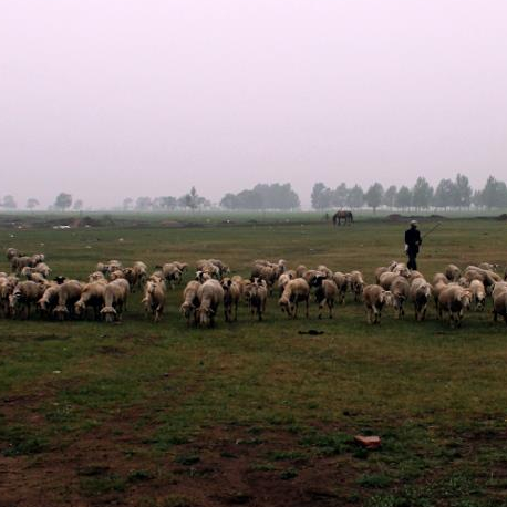 a shepherd and several sheep on the Bashang grasslands